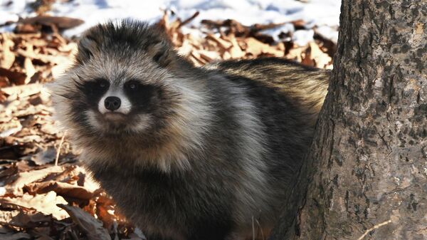 Енотовидная собака - Sputnik Латвия