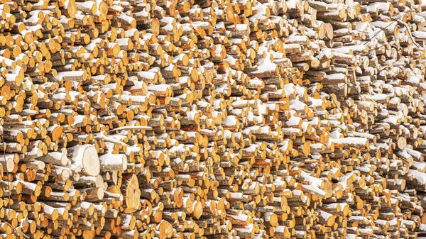 Лесоматериалы в порту Лиепаи - Sputnik Латвия