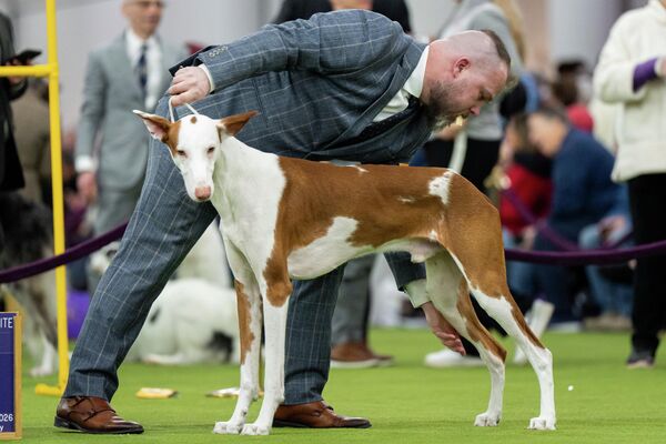 Дрессировщик с лакомством во рту корректирует позу своей ивисской борзой. - Sputnik Латвия