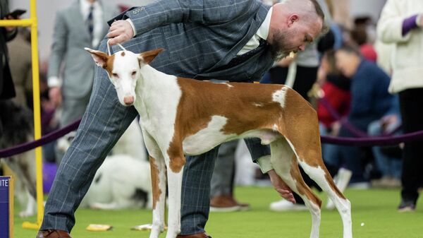 Дрессировщик с лакомством во рту корректирует позу своей ибицкой борзой на 150-й выставке собак Вестминстерского клуба собаководства - Sputnik Латвия