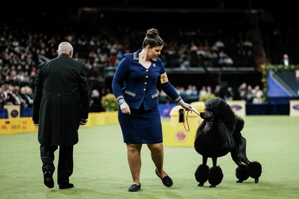 Джетт, стандартный пудель из Пелама, штат Нью-Гэмпшир, участвует в 150-й ежегодной выставке собак Вестминстерского кинологического клуба в Мэдисон-сквер-гарден на Манхэттене в Нью-Йорке. - Sputnik Латвия