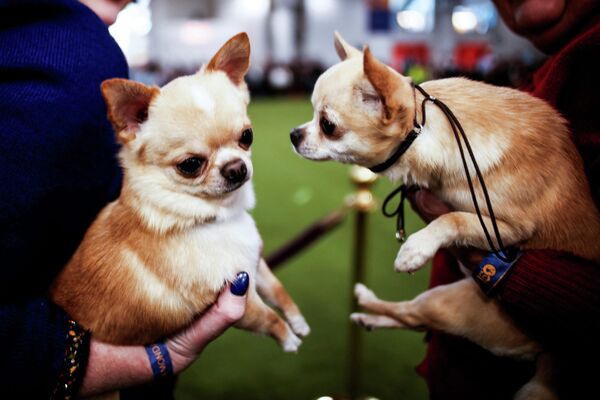 Гладкошерстные чихуахуа на судейской площадке выставки собак Вестминстерского кинологического клуба. - Sputnik Латвия