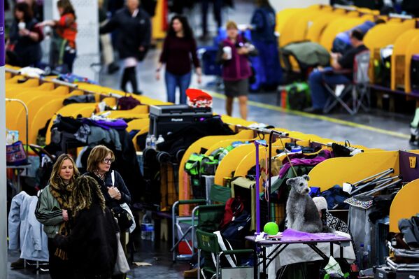 Собака ожидает грумера. - Sputnik Латвия