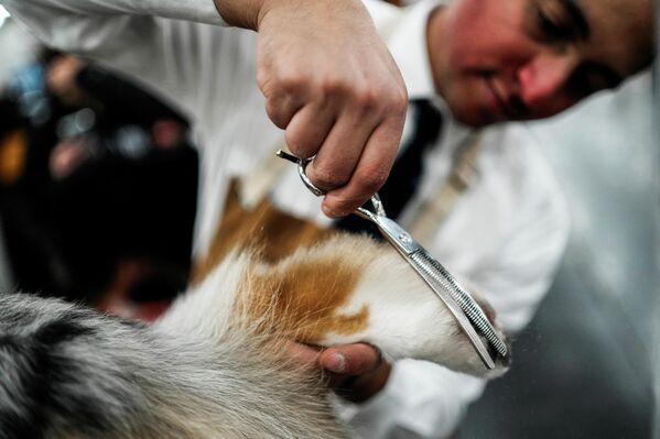 Груминг собаки. - Sputnik Латвия