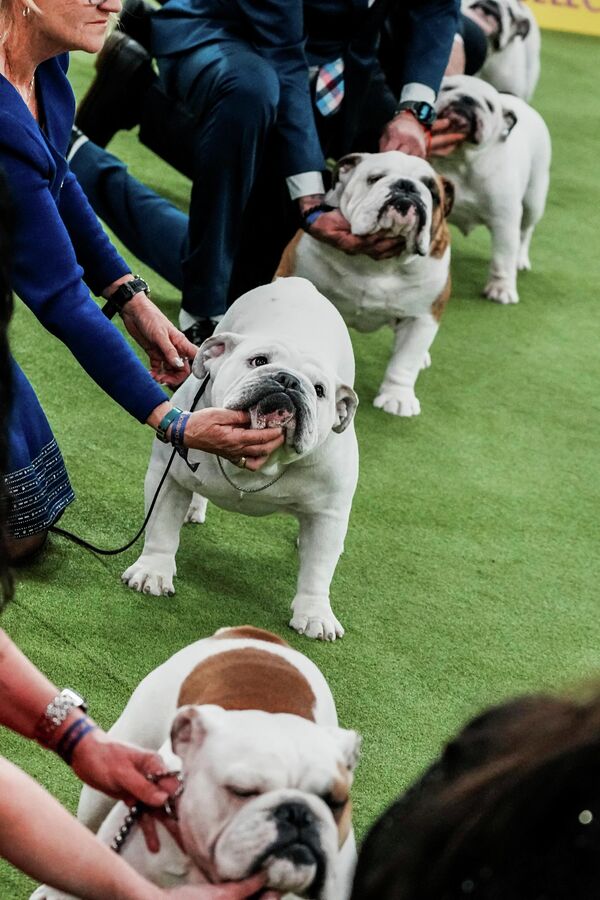 Бульдоги стоят в зоне судейства.  - Sputnik Латвия