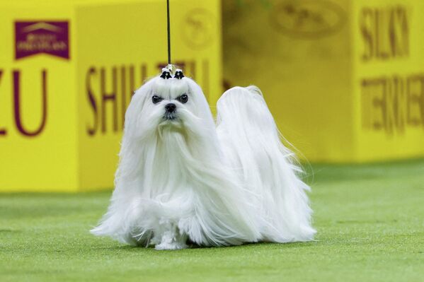 Куки, мальтийская болонка из Нью-Йорка, соревнуется за победу в группе декоративных собак. - Sputnik Латвия