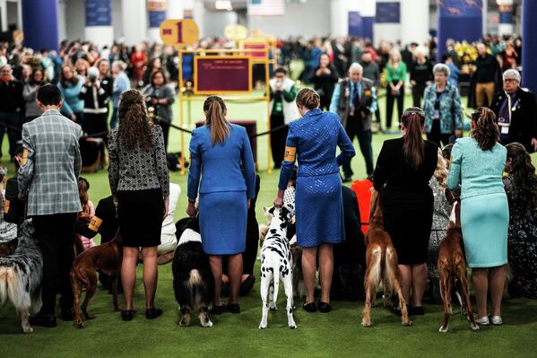 Собаки соревнуются на 150-й ежегодной выставке собак Вестминстерского кинологического клуба. - Sputnik Латвия