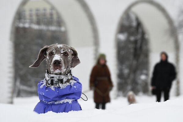 Собака породы веймаранер наслаждается снегом  - Sputnik Латвия