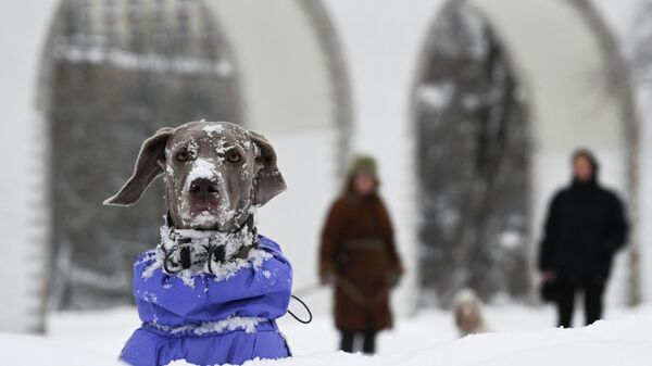 Собака породы веймаранер в снегу на улице в Москве - Sputnik Латвия