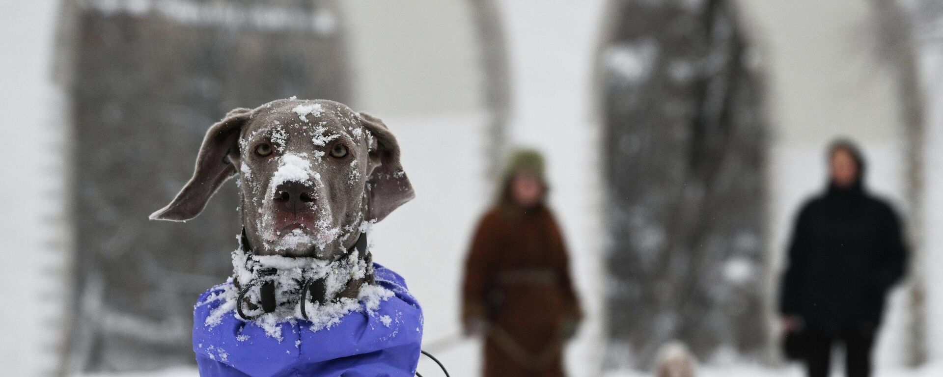Собака породы веймаранер в снегу на улице в Москве - Sputnik Латвия, 1920, 13.02.2026