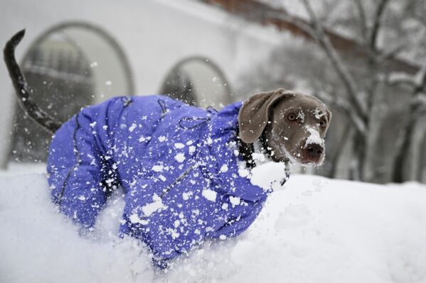 Собака породы веймаранер играет в снегу на одной из столичных улиц  - Sputnik Латвия