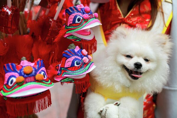 Считается, что год Красной Огненной Лошади принесет удачу харизматичным, амбициозным, целеустремленным людям. Поскольку эти черты характера приписывают Лошади, как одному из активных и самых упрямых знаков гороскопа.На фото: празднование Нового года по лунному календарю в Таиланде. Считается, что год Красной Огненной Лошади принесет удачу харизматичным, амбициозным, целеустремленным людям. Поскольку эти черты характера приписывают Лошади, как одному из активных и самых упрямых знаков гороскопа.На фото: празднование Нового года по лунному календарю в Таиланде. - Sputnik Латвия