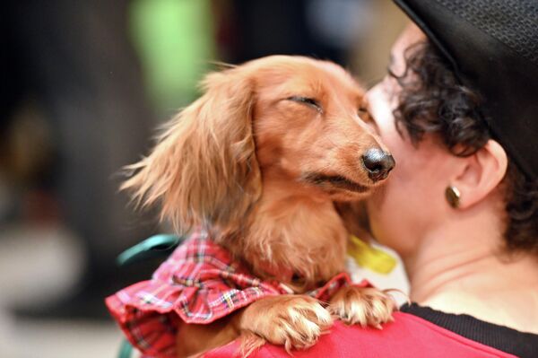 Забеги получились веселыми, многие собаки выступали в костюмах, радуя юных зрителей. - Sputnik Латвия