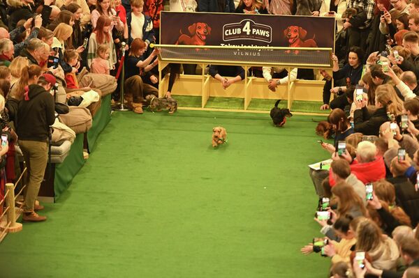 В Вильнюсе 14 февраля в торговом центре Ozas прошло необычное мероприятие — забеги такс. - Sputnik Латвия
