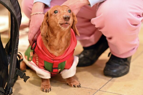 Зрителей ждали не только забеги четвероногих, но и костюмированный парад. - Sputnik Латвия