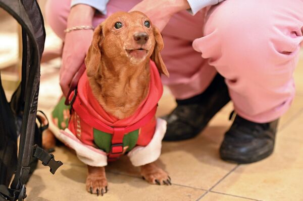 Зрителей ждали не только забеги четвероногих, но и костюмированный парад. - Sputnik Латвия