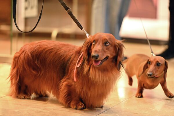 Собаки даже соревновались за звание самой длинношерстной таксы. - Sputnik Латвия