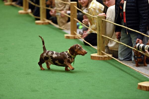 Определить сильнейших было нелегко - не все могли преодолеть дистанцию, не отвлекаясь на зрителей. - Sputnik Латвия