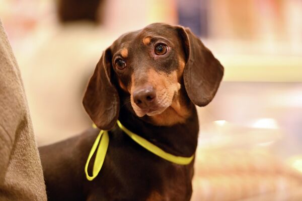 Все участники забега получили памятные призы, а зрители получили возможность сделать селфи с ушастыми питомцами. - Sputnik Латвия