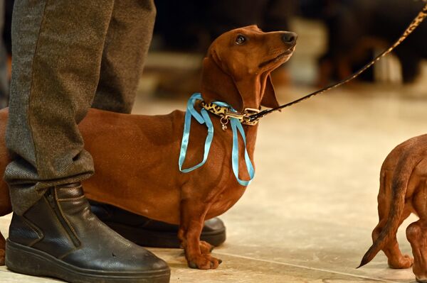 Забеги такс стали продолжением гонок корги, которые прошли этим летом. - Sputnik Латвия