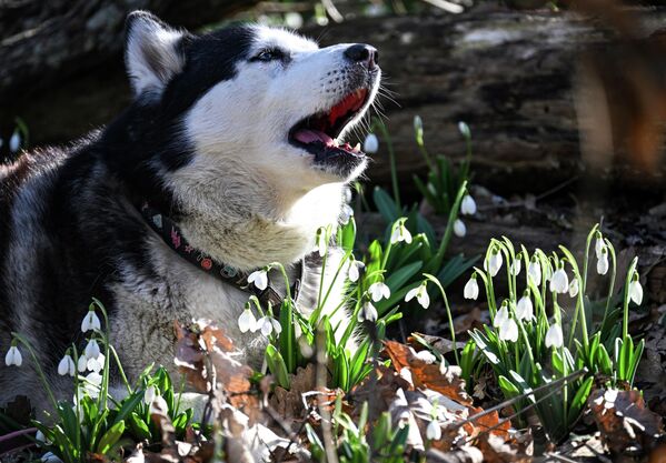 Гора расположена между Алуштой и Ялтой и издалека действительно напоминает огромного мохнатого медведя, который тянется к берегу Черного моря. - Sputnik Латвия