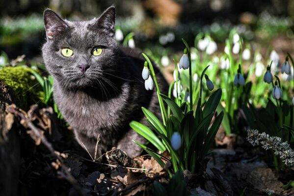 Говорят, что именно на горе Аю-Даг они вырастают самыми большими в Крыму. - Sputnik Латвия