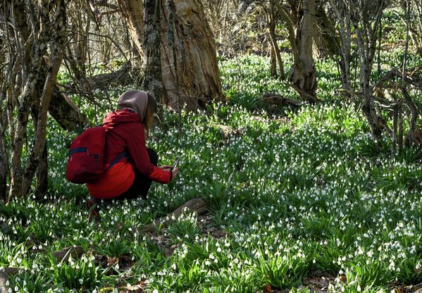 Подснежники занесены в Красную книгу Крыма, поэтому их нельзя рвать. - Sputnik Латвия
