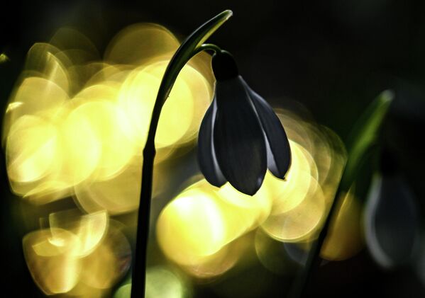 Туристы отмечают красоту полян подснежников на Аю-Даге. - Sputnik Латвия