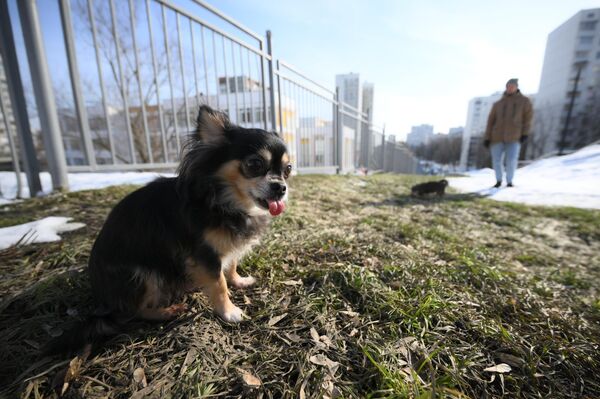 Утренняя прогулка с домашними питомцами в Москве - Sputnik Латвия