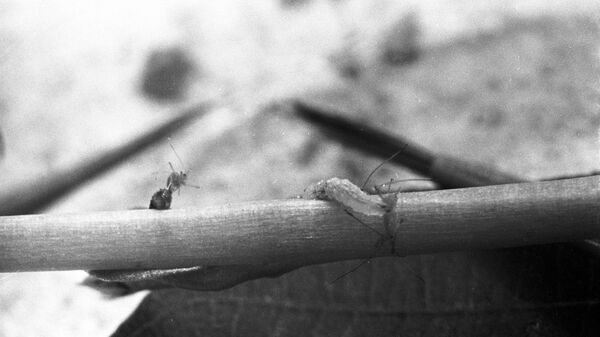 Две тли и личинка - Sputnik Латвия