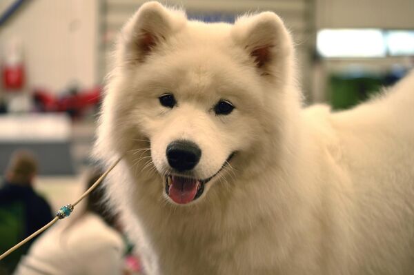 Ежедневно на выставочных рингах в Вильнюсе соревновались более 1600 собак различных пород. - Sputnik Латвия