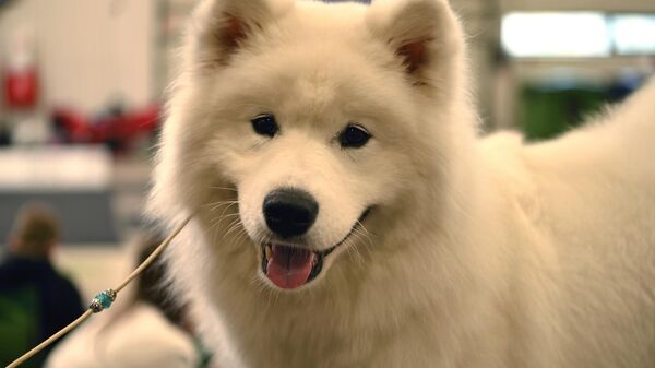 Выставка собак в Вильнюсе - Sputnik Латвия