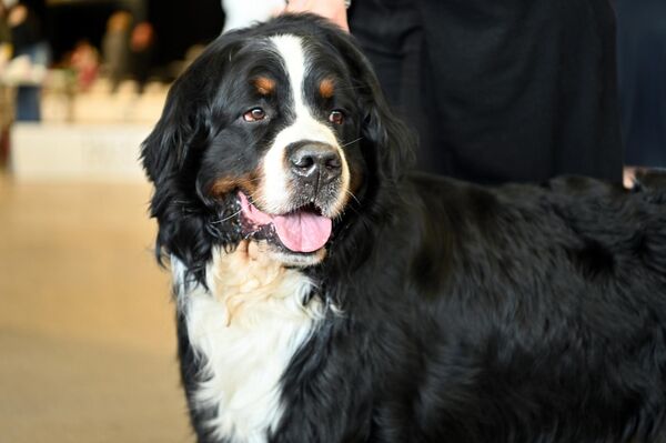 В выставочном центре Litexpo с 6 по 8 марта проходила Международная выставка собак. - Sputnik Латвия