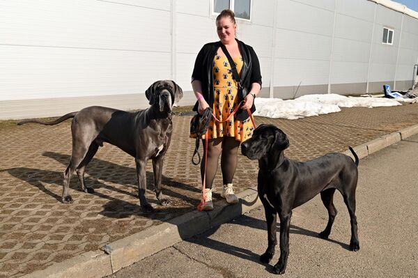 Мероприятие организовало Литовское кинологическое общество. - Sputnik Латвия