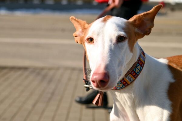 За выступлениями, характером и соответствием четвероногих друзей стандартам породы внимательно следили не только местные, но и зарубежные специалисты. - Sputnik Латвия