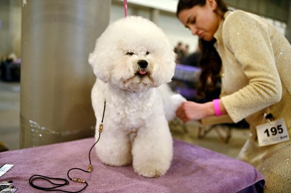 Внешний вид и дрессуру животных оценивали международные судьи из Ирландии, Германии, Дании, Хорватии, Эстонии, Польши, Румынии, Венгрии и Литвы. - Sputnik Латвия