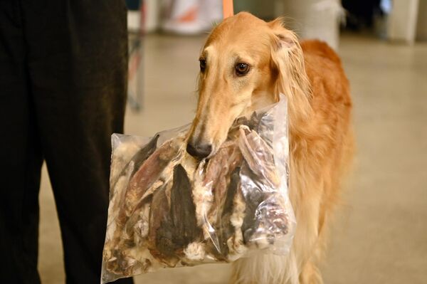 Желающие могли посетить ярмарку зоологических товаров. - Sputnik Латвия