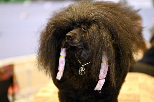 На ярмарке можно было купить все необходимое для питомца – от лакомств для щенков до оборудования для перевозки животных. - Sputnik Латвия