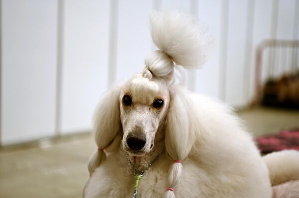 Традиционная международная выставка собак длилась три дня — "Вильнюсская весна", "Литовский победитель" и "Кубок Вильнюса". - Sputnik Латвия