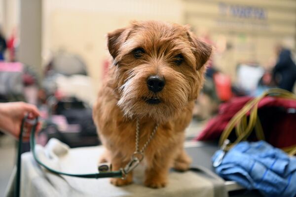 На фото: участник Международной выставке собак в Вильнюсе. - Sputnik Латвия