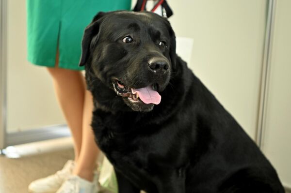 Среди соревнующихся были и представители редких пород – американские бесшерстные терьеры, немецкие доги, биверы, овернские бракки и другие. - Sputnik Латвия