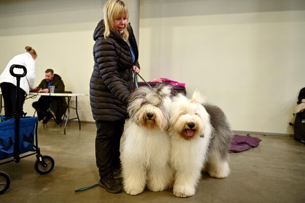 В первый день выставки титул самой красивой собаки завоевал леонбергер эстонского заводчика. Во второй день кубок "Победитель Литвы 2026" получила испанская водяная собака кинологов из Финляндии. В третий день успех в выборах самой красивой собаки сопутствовал сибирскому хаски также из Финляндии. - Sputnik Латвия