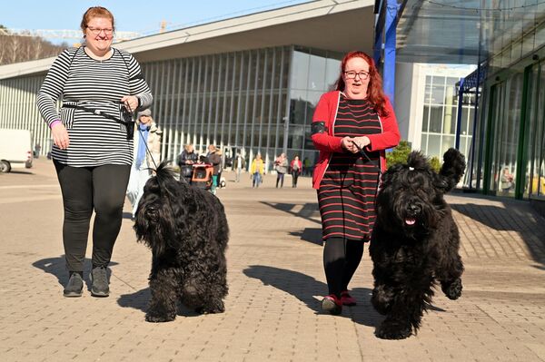 На фото: участники международной выставки собак в Вильнюсе. - Sputnik Латвия