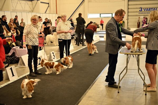 Такие мероприятия знакомят публику с различными породами собак, ответственным разведением, стандартами содержания питомцев. - Sputnik Латвия