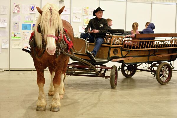 Главной изюминкой выставки в этом году стали самые крупные и мощные лошади-тяжеловозы, которые прибыли со всей Литвы. - Sputnik Латвия