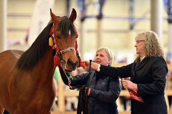 Посетители смогли увидеть вживую некоторых из самых крупных лошадей мира. - Sputnik Латвия