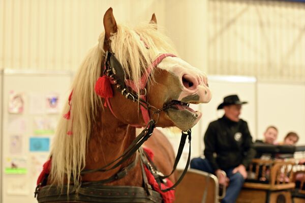 Во время перерывов посетители могли сфотографироваться с редкими породами, прокатиться на лошади или в экипаже, принять участие в мастер-классах и интерактивных мероприятиях. - Sputnik Латвия