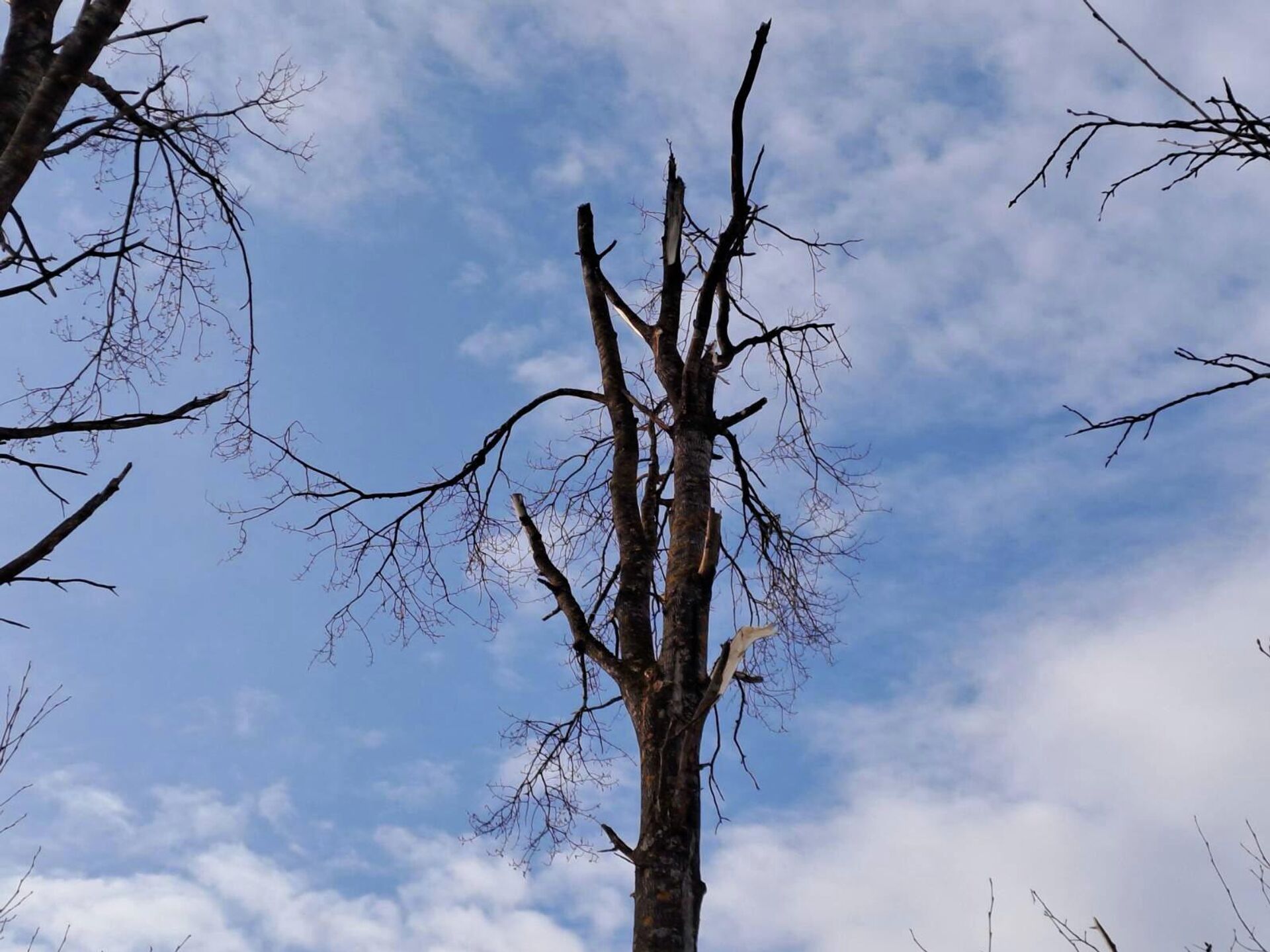 Фото с места падения украинского дрона в Краславском крае Латвии - Sputnik Латвия, 1920, 25.03.2026