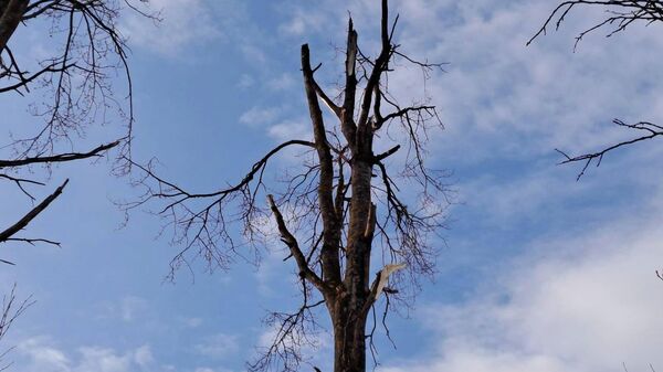 Фото с места падения украинского дрона в Краславском крае Латвии - Sputnik Латвия