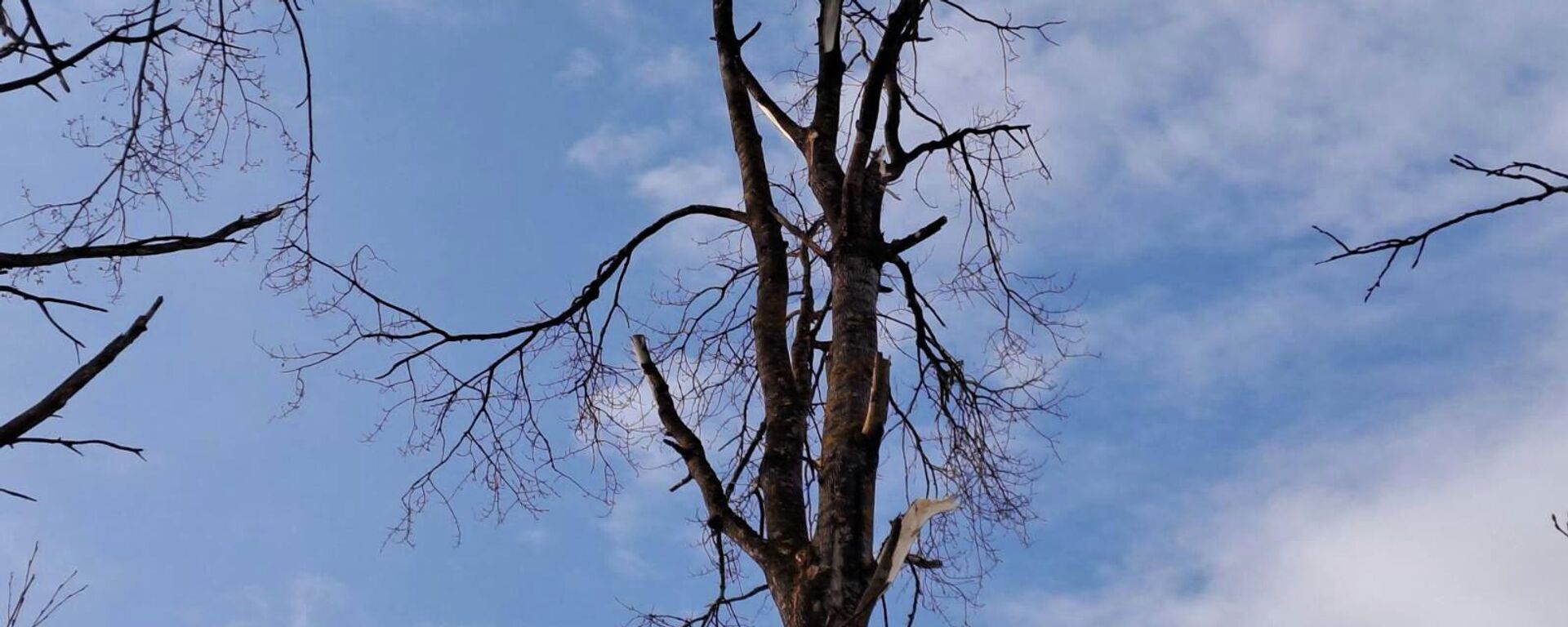 Фото с места падения украинского дрона в Краславском крае Латвии - Sputnik Латвия, 1920, 27.03.2026